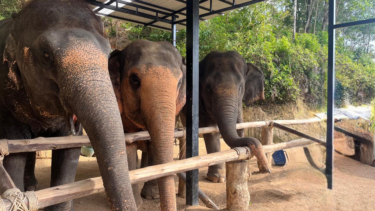 Santuário de Elefantes em Phuket, na Tailândia / Foto: Sara Lane 
